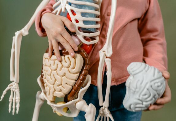 A child interacts with a detailed anatomical skeleton model, showcasing the brain and digestive system.